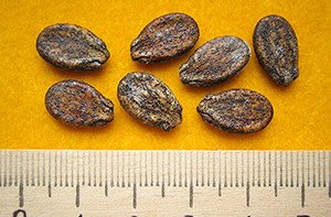 Вирощування кавунів: інструкція від вибору сорту до збирання врожаю