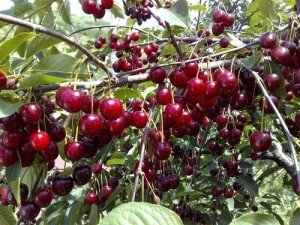 Опис сорту вишні Шпанка: правила посадки і догляду за деревом