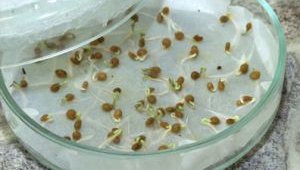 Підготовка насіння буряків до сівби: правила калібрування і пророщування коренеплоду