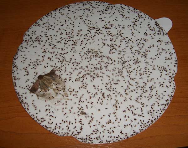 Пастка для бліх своїми руками