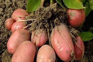 Голландський сорт картоплі Ред Скарлет: характеристика, фото і відгуки