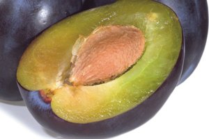 Зливу з кісточки в домашніх умовах: прості правила по посадці