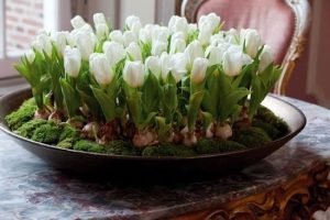Тюльпани в дизайні саду: як красиво посадити ці весняні квіти