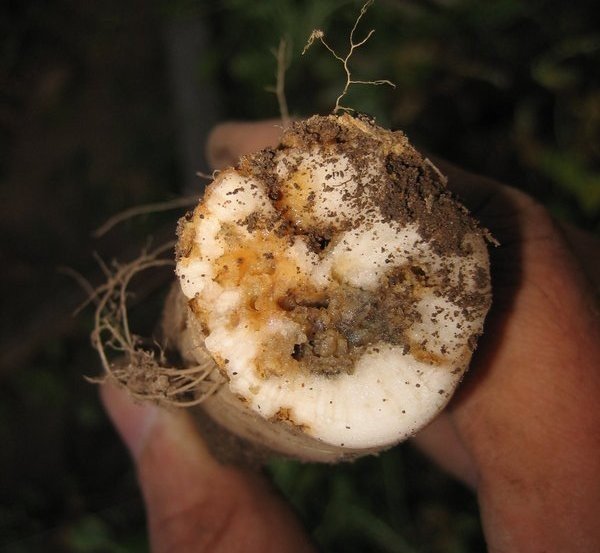 Капустяна муха – встигни випередити шкідника