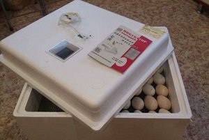 Інкубатор «Ідеальна квочка»: технічні особливості, основні переваги та недоліки