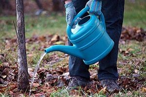 Хвороби та шкідники яблунь: методи боротьби і фото