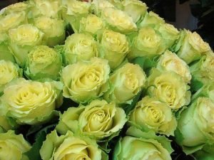 Зелені троянди — ознака плодючості: кращі сорти і барвисті фото