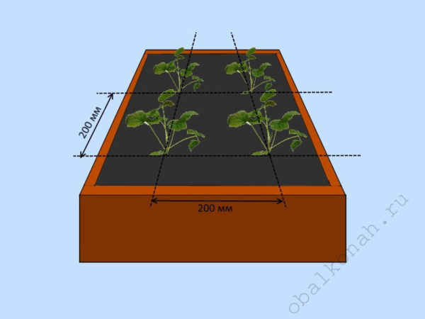 Домашня полуниця: вирощуємо за 10 кроків