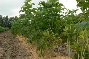 Як здійснюється обрізка малини восени: поради для початківців