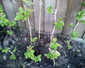 Особливості вирощування та догляду малини сорту здоровань