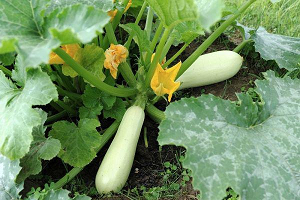 Як не заплутатися в різноманітності видів кабачків