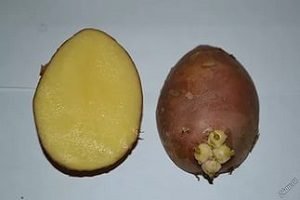 Голландський сорт картоплі Ред Скарлет: характеристика, фото і відгуки