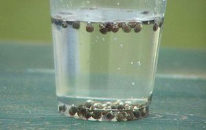 Підготовка насіння буряків до сівби: правила калібрування і пророщування коренеплоду