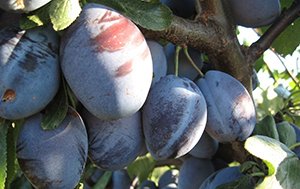 Чорнослив або сушена слива: способи сушіння в домашніх умовах і корисні властивості