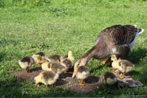 Як відрізнити вигадку від селезня — 5 способів