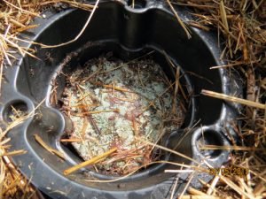 Капустянка і її личинка: опис, фото і дієві методи боротьби з комахою