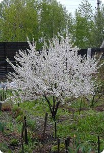 Вишня Малятко — опис сорту та відгуки