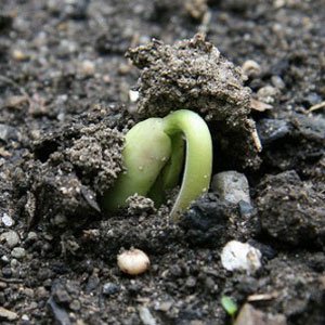 Як виростити вишню з кісточки в домашніх умовах