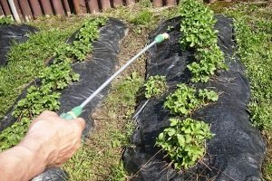 Підгодівля полуниці навесні — добрива та догляд