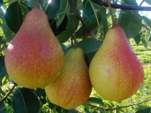 Сорт груші Вільямс: особливості популярного для середньої смуги Росії сорту