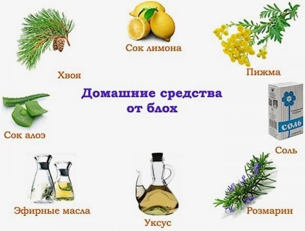 Підвальні блохи: небезпека і боротьба