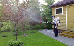 Зливу колоновидна: опис і характеристики кращих сортів