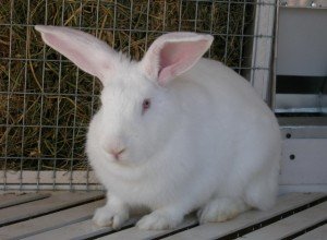 Розведення кроликів як прибутковий бізнес: план і ідеї по організації справи, рентабельність та можливі ризики