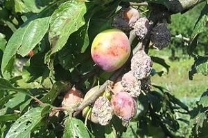 Обробка саду восени від шкідників і хвороб: препарати та порядок робіт