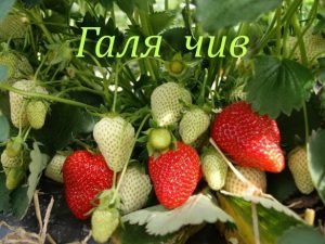 33 популярні сорти суниці: докладний опис і барвисті фото