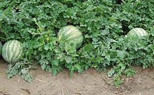 Вирощування кавунів: інструкція від вибору сорту до збирання врожаю
