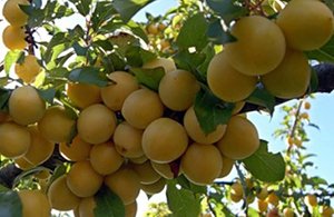 Самоплідні абрикоси: особливості і характеристики сортів