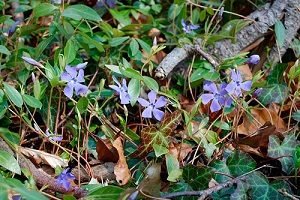 Барвінок — посадка й догляд у відкритому грунті