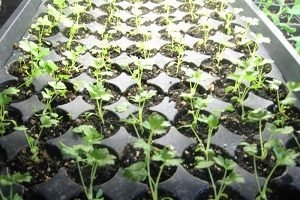 Селера черешкова: агротехніка вирощування і деякі особливості догляду