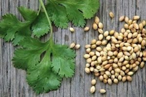 Коріандр: вирощування з насіння та догляд за рослиною