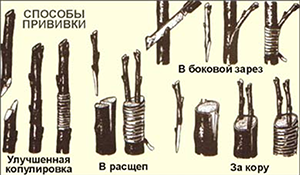Щеплення абрикоса — на що можна і як прищепити?