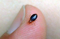 Чим небезпечні клопи для людини в квартирі: фото постільних