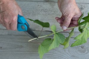 Вирощування червоної смородини: вибір сорту, особливості посадки і догляду, розмноження живцями і відведеннями, фото і відео