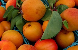 Абрикоси: опис ранніх, середніх і пізніх сортів