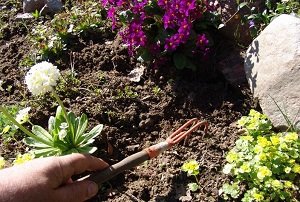 Як створити клумбу безперервного цвітіння з багаторічників: схема посадки в саду, вибір рослин і відео інструкція