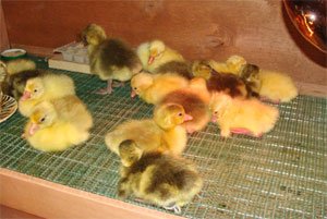 Модельний ряд інкубатора Бліц — докладний огляд для птахівників