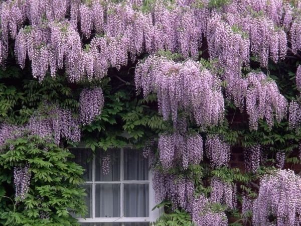 Вюни багаторічники — фото та назви витких рослин для саду