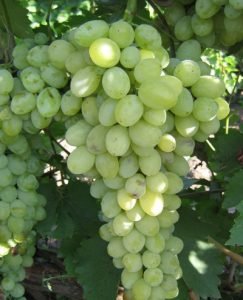 Високоврожайний виноград «Захват»: докладний опис сорту з фото, нюанси вирощування та відгуки садівників