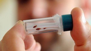 При якій температурі гинуть клопи і личинки