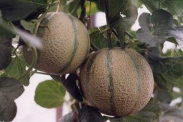 Кращі сорти динь для вирощування на Уралі: огляд, посадка і догляд за баштанними в холодному регіоні