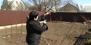 Абрикос з кісточки — правила посадки та догляду