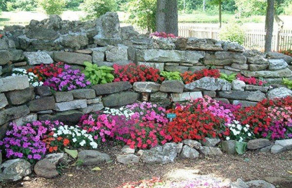 Низькорослі багаторічники цвітуть усе літо — фото з назвами