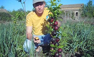 Зливу колоновидна: опис і характеристики кращих сортів