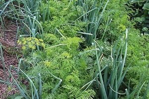 Дивовижний овоч цибуля шалот — правила догляду та вирощування