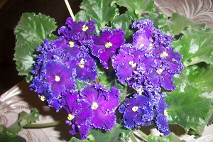 25 фото найбільш красивих і яскравих представниць ніжних фіалок