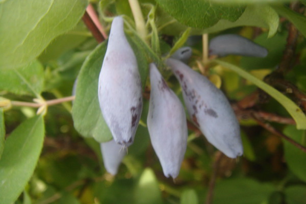 Сорт жимолості Бакчарский велетень: опис з фото і поради по догляду
